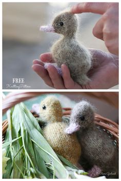 two pictures of small stuffed ducks in a basket with green leaves and one photo of someone holding the baby duck