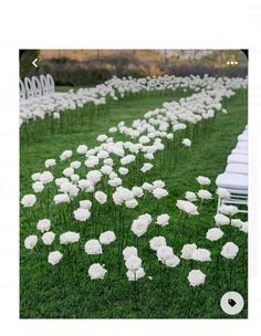 white flowers are growing in the grass next to a row of white lawn chairs and an empty bench