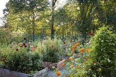 a garden filled with lots of different types of flowers