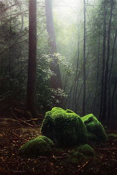 moss covered rocks in the middle of a forest