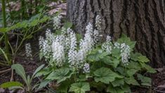 some white flowers near a tree in the woods