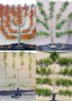 four different types of trees in various stages of growth, with orange flowers and green leaves