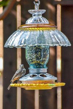 a bird is perched on top of a bird feeder