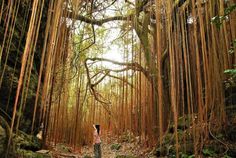 a woman standing in the middle of a forest with lots of tall, thin trees