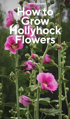 pink flowers with the words how to grow hollywood flowers