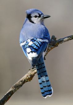 a blue bird sitting on top of a tree branch