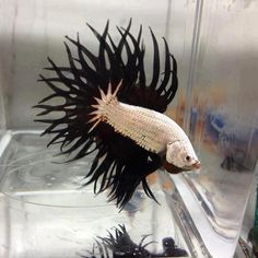 a black and white fish in a tank