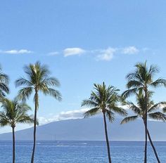 palm trees line the beach with mountains in the background