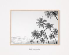 a black and white photo of palm trees