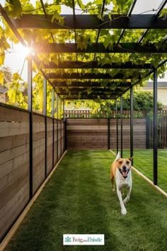 a dog is running in the grass under a pergolated area with sun shining on it