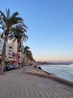 palm trees line the sidewalk next to the ocean