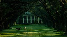 two horses are walking down the road in front of a large white house with columns