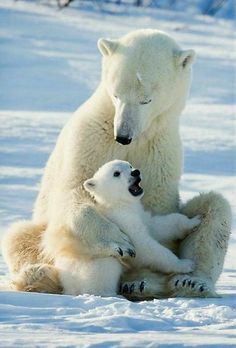 an adult polar bear sitting on its back with a baby polar bear in the snow