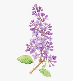 a purple flower with green leaves is shown on a white background in this watercolor painting