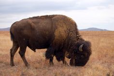 an adult bison grazes on dry grass in the field