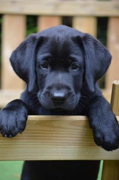 a black puppy sitting on top of a wooden bench with his paws over the edge