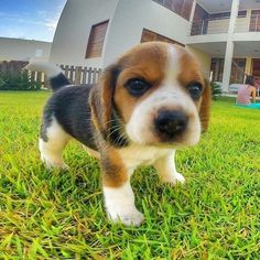 a puppy is standing in the grass outside