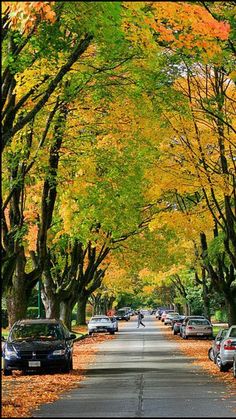 cars parked on the side of a road with trees lining both sides and leaves all over the street