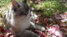 a gray and white cat laying on top of leaves in the grass next to flowers