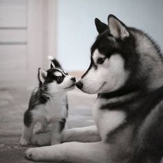 two husky dogs are sitting on the floor and one is looking at another dog's face