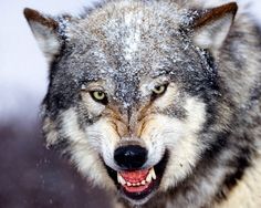 a wolf with snow on its face and the caption reads stop the senate attack on the essa itself