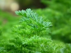 some green plants are growing in the grass