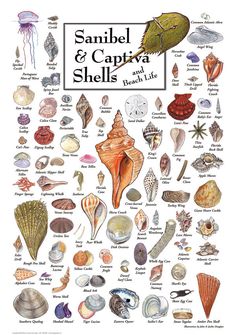 a poster with shells and sea animals on it's sides, including an image of a