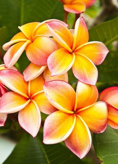 some yellow and red flowers on a tree