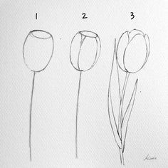 three different types of tulips are shown in the drawing process, and one is drawn