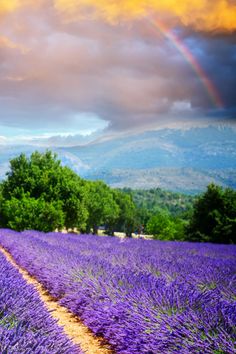 a field full of purple flowers under a cloudy sky with a rainbow in the distance