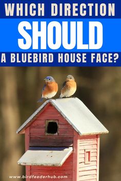 two birds sitting on top of a birdhouse with the words which direction should you choose?