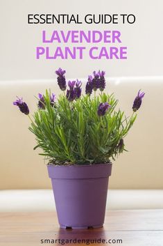 lavender plant in a purple pot with text overlay that reads essential guide to lavender plant care