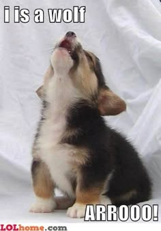 a puppy is looking up at the sky with its mouth open and it's head in