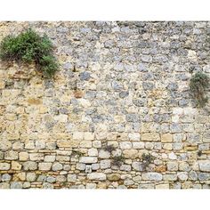 an old stone wall with plants growing on it