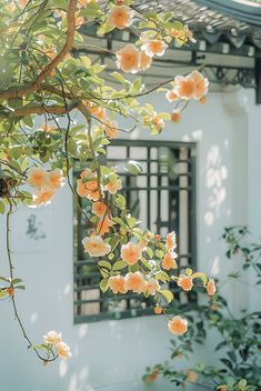 orange flowers growing on the side of a white building with an open window in the background