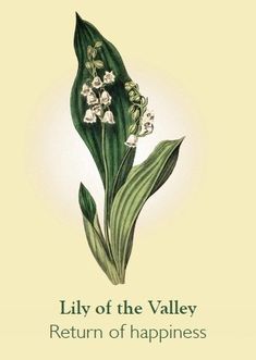 lily of the valley is shown on a card that says,'lily of the valley return of happiness '