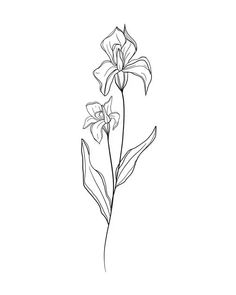 . #flowerdrawing #drawing . #Iris_Drawing #Flower_Tattoo_Stencils #Iris_Flower_Tattoo #Flor_Tattoo Floral Ink Drawing, Simple Iris Tattoo, Iris Flowers Drawing, Iris Tattoo Design, Iris Flower Tattoo, Iris Drawing, Flor Tattoo, February Birth Flowers, Iris Tattoo