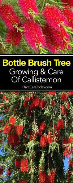 bottle brush tree growing and care of callistemon with text overlay that reads bottle brush tree growing and care of callistemon