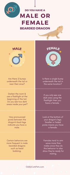 the differences between female and male brachiosauruss infographical poster - click to enlarge