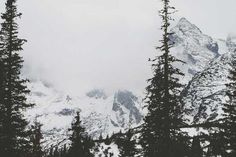 snow covered mountains and trees in the foreground