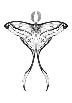 a black and white drawing of a butterfly