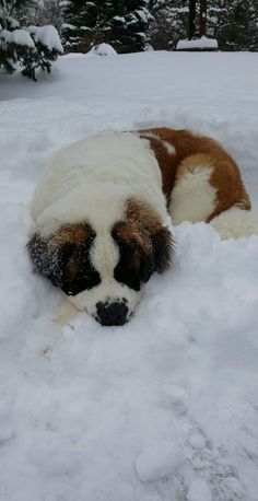 a brown and white dog laying in the snow with its head on it's side