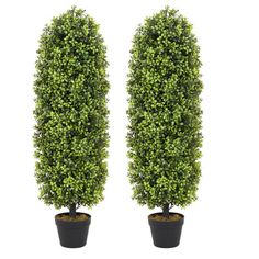 two potted plants in front of each other on a white background, one is green and the other is black