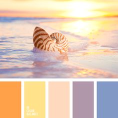 a seashell is in the water at sunset with color swatches to match it