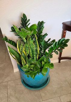 a potted plant sitting on top of a tile floor