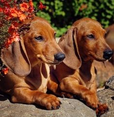 two brown dachshunds sitting on top of a rock next to flowers and rocks