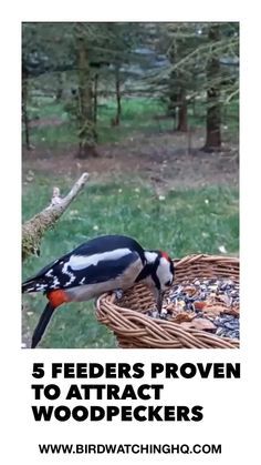 a bird sitting on top of a basket filled with woodpeckers