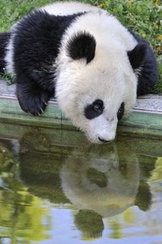 a black and white panda bear leaning over the edge of a pond to drink water