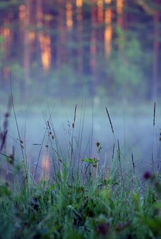 the grass is growing near the water in the foggy forest with trees in the background