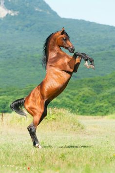 a brown horse standing on its hind legs in the grass with mountains in the background